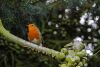 Rocking Robin Tag